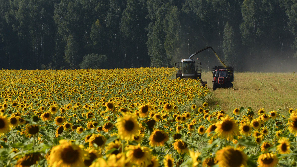 Уборка урожая зерновых в Новосибирской области