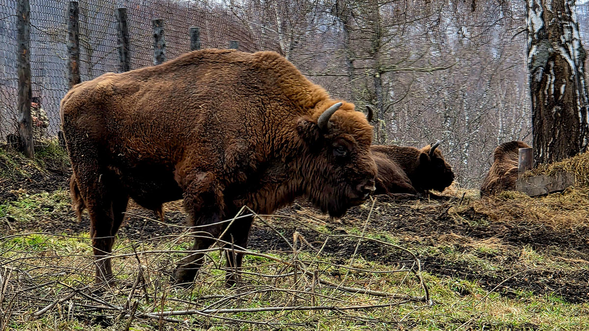 Республика Алтай зубровый питомник