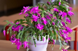 Декабрист будет усыпан бутонами: как ухаживать за растением в ноябре, чтобы оно цвело долго и пышно