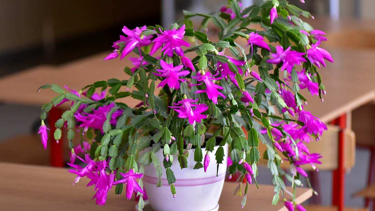 Как добиться пышного цветения декабриста