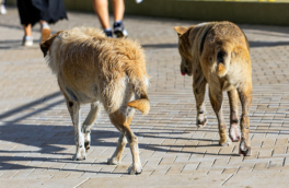 Эвтаназию бездомных животных в России допускает 26 регионов, к ним могут добавиться Омск и Новосибирск