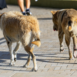 Эвтаназию бездомных животных в России допускает 26 регионов, к ним могут добавиться Омск и Новосибирск