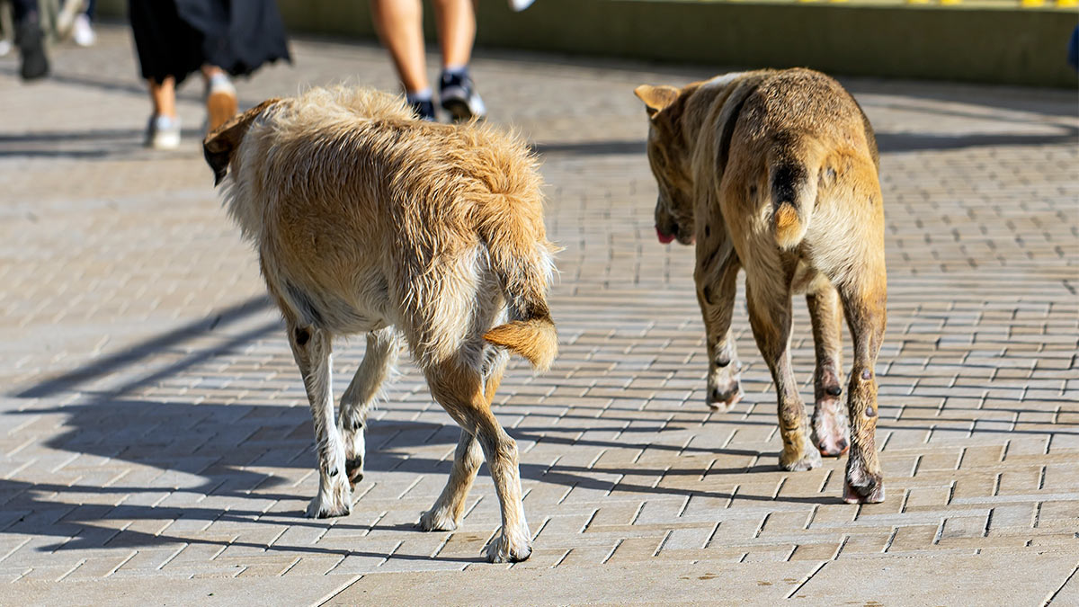 Число регионов, допускающих эвтаназию животных, выросло до 26