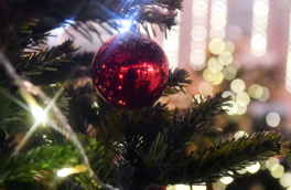 Найдена главная новогодняя ель России – под Рузой