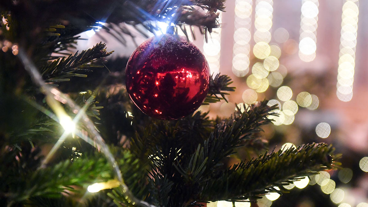 Главная новогодняя ель России выбрана в Рузском округе