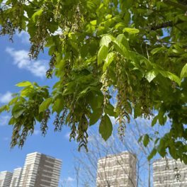 Москву очистят от борщевика за три года
