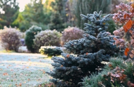 Метеорологическая зима вскоре придет в Москву: когда менять резину на зимнюю