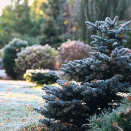 Метеорологическая зима вскоре придет в Москву: когда менять резину на зимнюю