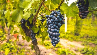 На развитие виноградарства в Крыму в 2026 году направят около 1 млрд руб.