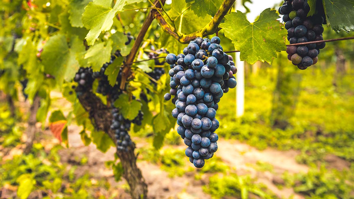 Развитие виноградарства в Крыму