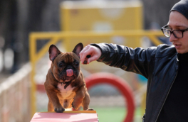 В России утвердили первый нацстандарт площадок для выгула собак