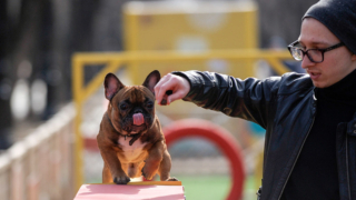 В России утвердили первый нацстандарт площадок для выгула собак