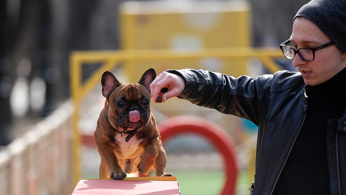 В России утвердили первый нацстандарт территорий для выгула собак