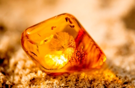 Самый древний в России янтарь возрастом 100 млн лет найден в Кемеровской области