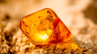Самый древний в России янтарь возрастом 100 млн лет найден в Кемеровской области