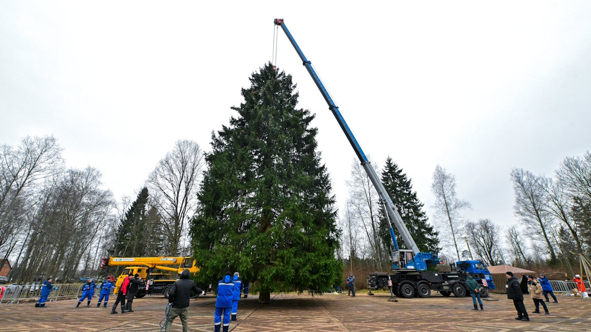 Главную новогоднюю елку страну привезут в Кремль сегодня ночью