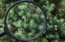 Правда ли, что вместе с елкой можно принести домой клеща: кто живет на новогодних деревьях