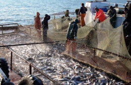 Рыбопромысловый флот России получит 11,5 млрд руб. на судовое оборудование