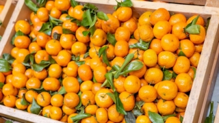 Турция стала главным поставщиком мандаринов в Россию