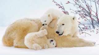 Праздники 29 декабря: государственные, профессиональные, религиозные, народные, дни памяти