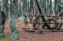 Шторм повалил "дерево-кольцо" из "Танцующего леса" на Куршской косе