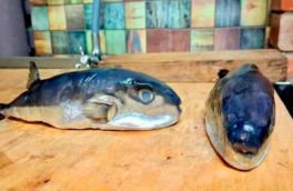 Жителю Краснодарского края вместо скумбрии продали смертельно ядовитую рыбу