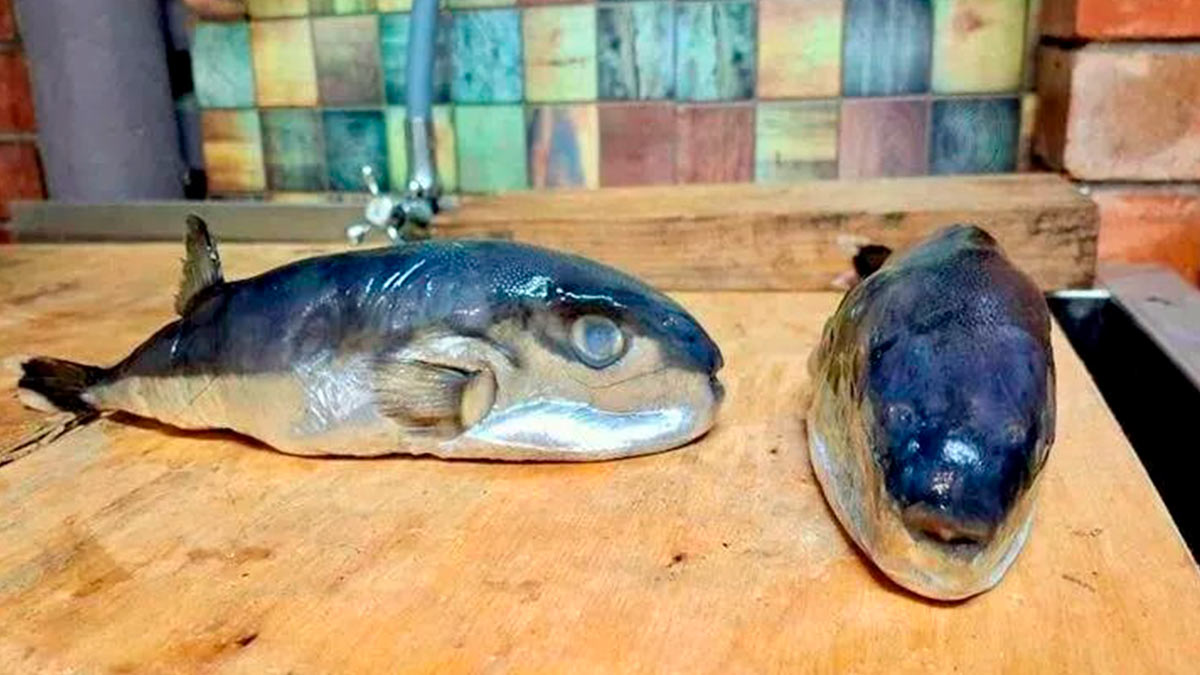 Жителю Кубани вместо скумбрии продали ядовитую рыбу