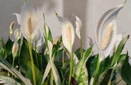 Какие домашние растения выбрать, чтобы они пережили северную зиму