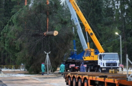 Главную новогоднюю елку России спилили под Рузой