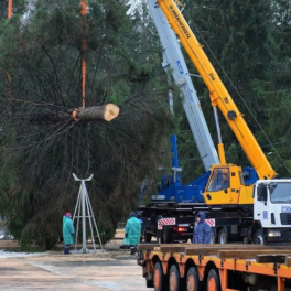 Главную новогоднюю елку России спилили под Рузой