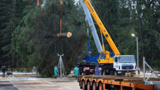 Главную новогоднюю елку России спилили под Рузой