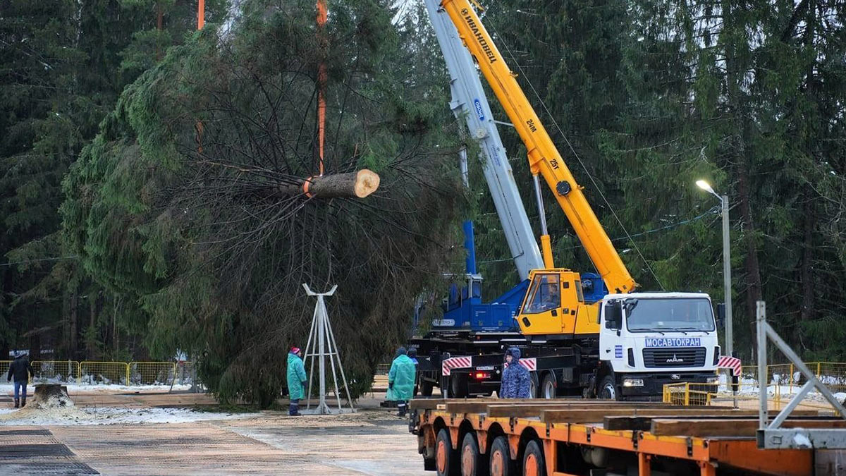 В Подмосковье спилили главную новогоднюю елку России
