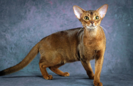 Кота из России признали самым красивым в мире: владелица Далмора рассказала о своем питомце