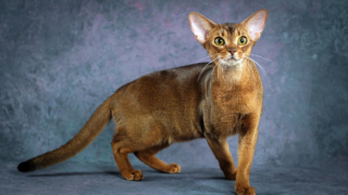 Кота из России признали самым красивым в мире: владелица Далмора рассказала о своем питомце