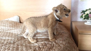 Уголовное дело из-за использования льва и львенка для фотосессий возбудили в Москве