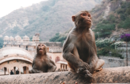 Россиянам посоветовали не улыбаться обезьянам в Индии