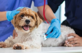 Можно ли оформить больничный из-за болезни питомца: ответ юриста