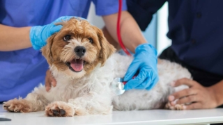 Можно ли оформить больничный из-за болезни питомца: ответ юриста