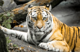 Россия планирует передать Казахстану амурских тигров