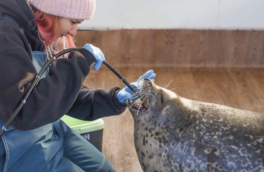 "Восточный Порт" помогает следить за здоровьем тюленей и белух