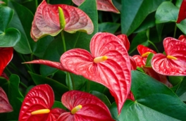 Как заставить антуриум цвести: метод "умного" стресса