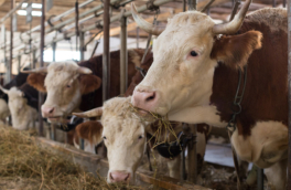 Россельхознадзор ограничил экспорт мяса и молочных продуктов из Поволжья и с Урала в Казахстан