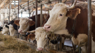 Россельхознадзор ограничил экспорт мяса и молочных продуктов из Поволжья и с Урала в Казахстан