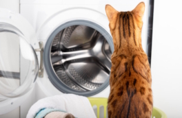 Ветеринары спасли кота после стирки и сушки в машинке