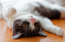 Народные приметы 3 февраля: что можно и нельзя делать в этот день