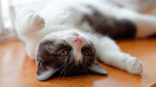 Народные приметы 3 февраля: что можно и нельзя делать в этот день