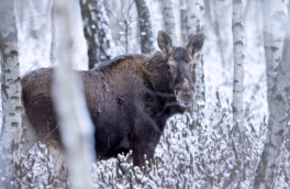Лоси появились на дорогах Подмосковья
