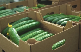 Россия с начала 2026 года увеличила импорт огурцов на 18,3%