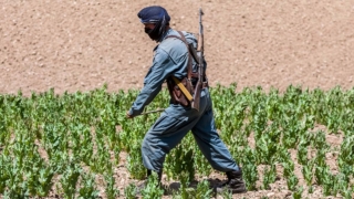 В Афганистане остановлено 10 подпольных нарколабораторий, изъято 22 тонны прекурсоров