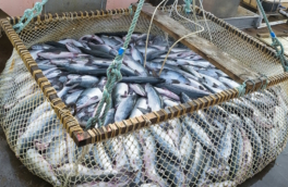 Рекорды лососевых и возвращение сайры: как прошел 2025 год для российского рыболовства